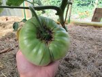 D'autres amana orange muriront prochainement et sont beaucoup plus grosses.
