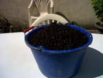 IMG00889-20150806-1236.jpg