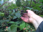 IMG00884-20150806-0943.jpg