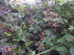 IMG00882-20150806-0941.jpg