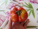 Voici la russe avant de la couper.<br />Elle a un peu subit les orages de grêle du printemps.