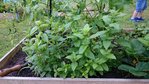 menthe.jpg