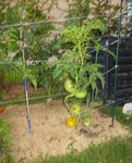 plant generatif 1.jpg