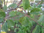 Feuilles mirabellier