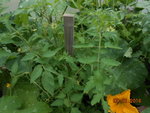 DSCN3355.JPG