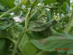 DSCN3356.JPG