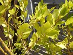 Photo jardin 08.08.16 003 redim.jpg