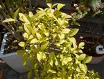 Photo jardin 08.08.16 004 redim.jpg