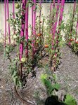 rps20160809_143647_876.jpg