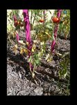 rps20160809_144245_623.jpg