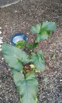 20160809_191159_resized_2.jpg