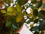 rosier 012.jpg