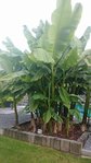 bananiers au jardin