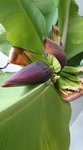 fleur du bananier, formation des bananes