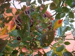 rosier 013.jpg