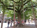 Voici le tilleul bien connue de Pérouges (avec les galettes)<br />Il fût planté avant la révolution française.Il a donc plus de 200 ans!<br />Ces branches sont tellement lourdes qu’elles sont maintenues par des béquilles.