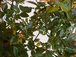 rosier 014.jpg