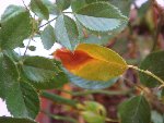rosier 016.jpg