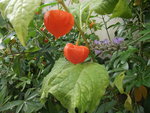 DSCF2506.jpg