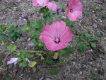 DSCF2507.jpg