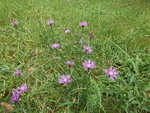 DSCF2508.jpg