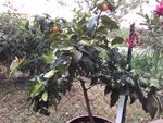 IMG_20160809_124648.jpg