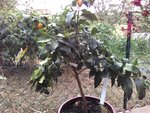 IMG_20160809_124700.jpg