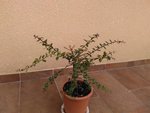 IMG_20160809_124334.jpg