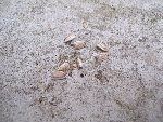 mini-100_2355.JPG
