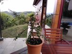 IMG_20160809_124255.jpg