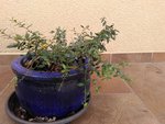 IMG_20160809_124536.jpg