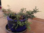IMG_20160809_124555.jpg