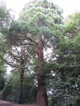 En foret j'ai rencontré un majestueux conifère.Il est bien droit,haut et le diamètre du tronc est impressionnant.