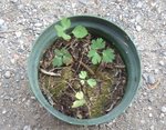 plante inconnue.jpg