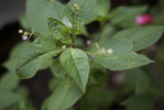 plante inconnue 02.jpg