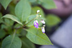 plante inconnue 03.jpg