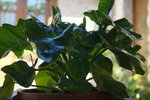 alors il s'agit d'un tout jeune plant (20 cm environ de haut) car les feuilles sont &quot;ondulées&quot; mais pas &quot;découpées&quot;. en PJ le profil et les tiges. Je l'ai installée sous une treille bien fournie donc ombragée et elle a déjà développé deux feuilles.