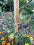 Tomate extérieur: cherokee purple