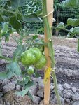 Tomate extérieur: green zebra<br /><br />Nous n'avons encore presque pas récolté de tomates en extérieur.Elles sont belles et bien formées mais ne veulent pas murir.