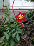 Fleur 1.jpg