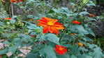 Fleur 3.jpg