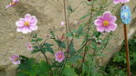 Fleur 5.jpg