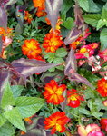 Fleur 6.jpg
