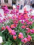 Fleurs roses.jpg