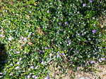 Fleurs violettes.jpg