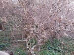 Arbre.jpg