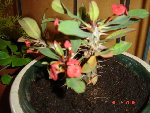 DSC04935.JPG