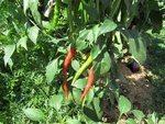 Piments