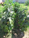 Aubergines