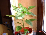 DSC04937.JPG
